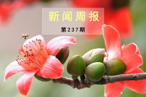 新闻周报（第237期）