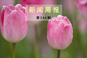 新闻周报（第246期）